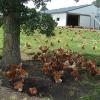  Larry Schultz Chickens