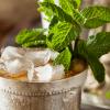 Mint Julep