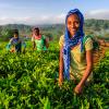 African women plucking tea leaves in East Africa