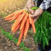 Farmer with soiled hands holding a bunch of freshly rooted carrots in his field