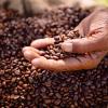 A farmer holds a handful of freshly harvested coffee beans over a full burlap sack