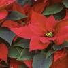 Poinsettia Up Close