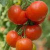 Tomatoes on the Vine